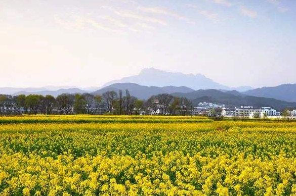 安慶潛山：突出個(gè)性特色，推動鄉(xiāng)村振興