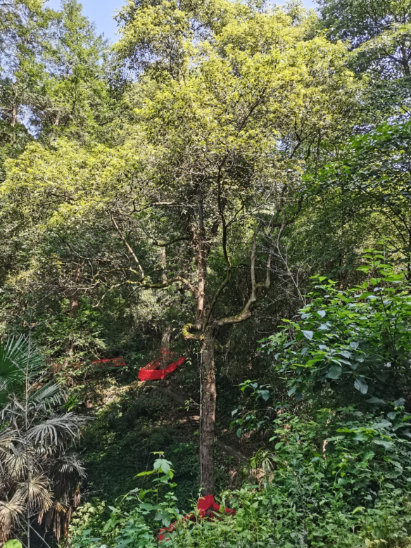 發(fā)力五型經(jīng)濟，著力打造“中國龍腦之都”